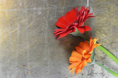 Paslı arkaplanda Gerbera papatya çiçekleri ve kopya alanı