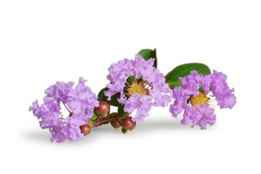 Lagerstroemia indica, Crepe-myrtle veya beyaz arka planda izole edilmiş Hint leylağı.
