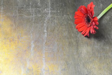 Anneler Günü geçmişi. Gerbera papatyası paslı arkaplanda kopyalama alanı ile
