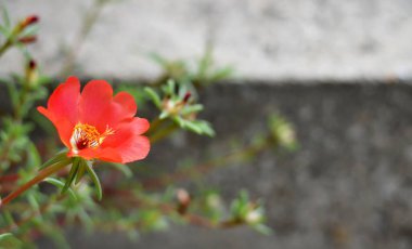 Close up of red Moss rose flower clipart