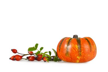 Beyaz arkaplanda izole edilmiş balkabağı ve gül kalçaları