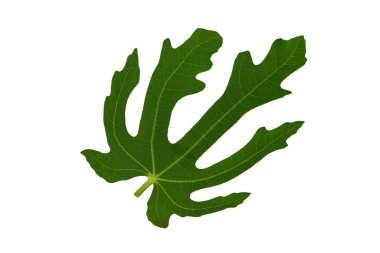 Beyaz arkaplanda incir yaprağı izole edildi