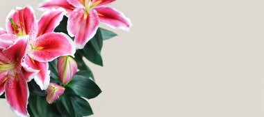 Lily çiçekleri gri arkaplanda izole edilmiş ve kopyalama alanı var. Çiçek arkaplan veya afiş