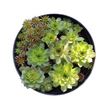 Beyaz zemin üzerinde izole çiçek saksısı (Sempervivum succulents)