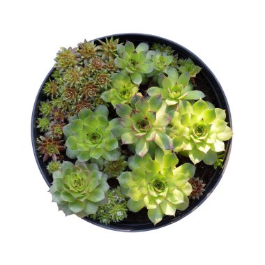 Houseleeks (Sempervivum succulents) in flower pot isolated on white background clipart