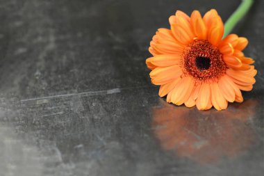 Anneler Günü geçmişi. Gerbera papatyası paslı arkaplanda kopyalama alanı ile