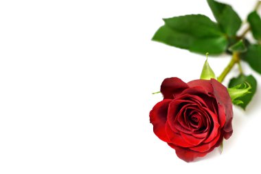 kırmızı gül beyaz arkaplanda izole