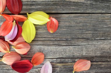 Sevgililer Günü, Anneler Günü, Kadınlar Günü konsepti. Tahta arka planda, kopyalanmış Dahlia çiçek yaprakları.