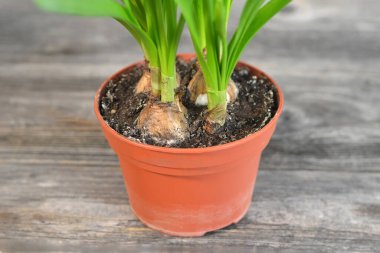 Ahşap arka planda çiçek saksısında nergis soğanları