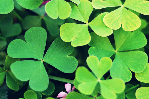 Деревянный соррель фон. Зеленые листья клевера