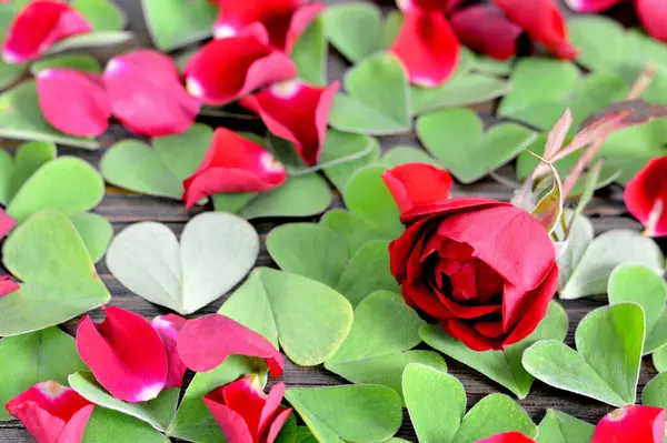 stock image Happy Valentines Day card with red rose, red petals and heart shaped leaves