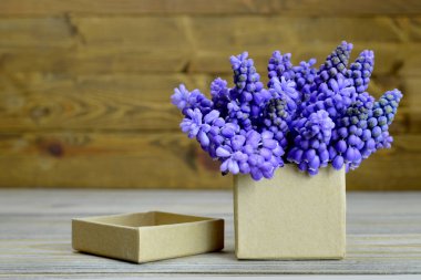 Babalar günü hediyesi: Muscari çiçekleri hediye kutusuna dizilmişti.