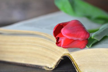 Açılmış eski kitap ve ahşap arka planda kırmızı lale çiçeği.