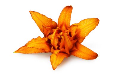 Çifte Portakal (Hemerocallis) beyaz üzerine izole edilmiş  