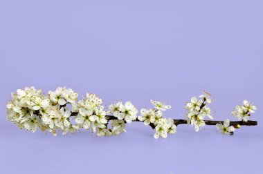 Mavi arkaplanda bahar çiçeği dalı