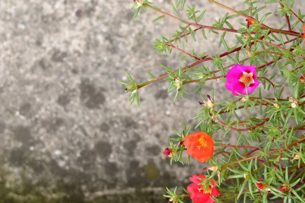 Moss gülü (Portulaca grandiflora) arkaplanda çiçekler