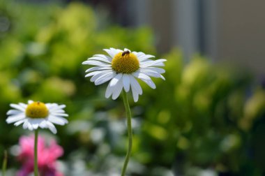Güneşli bir günde açan papatya çiçeğinin üzerindeki arı. 