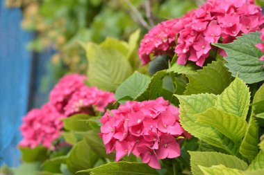 Yaz bahçesinde pembe ortanca çiçekleri