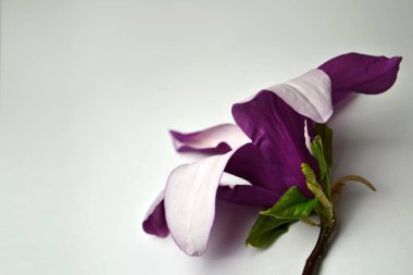 beyaz zemin üzerine güzel bir mor çiçek