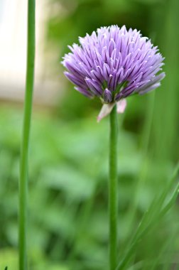 Yaz bahçesinde pembe yonca çiçeğinin yakın plan çekimi.