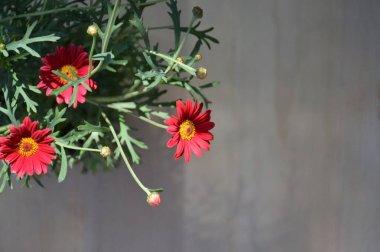 Gri arka planda bir saksıda güzel kırmızı çiçekler.