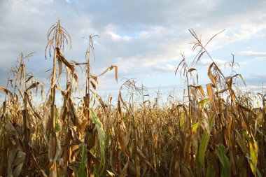 Sonbahar manzarası ve gün batımında mısır. 