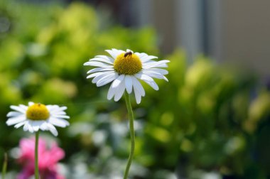 Daisy sahada, yaklaş.