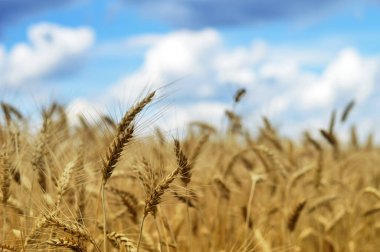 Yazın altın buğday tarlası           