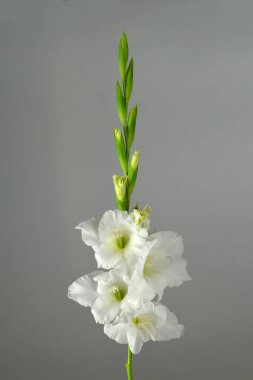 Beyaz gladiolus 'a yaklaş  
