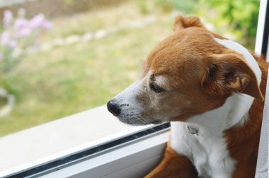 Pencereden dışarı bakan köpek.