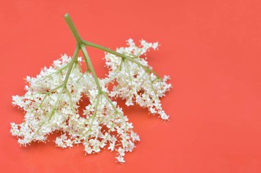 Kırmızı arkaplanda yaşlı çiçek dalı, yakın plan.