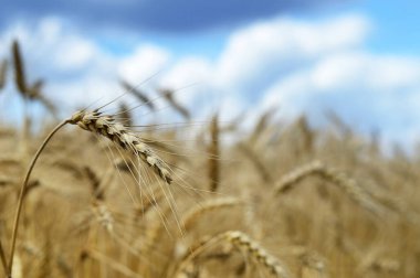 altın buğday alan ve bulutlu gökyüzü  