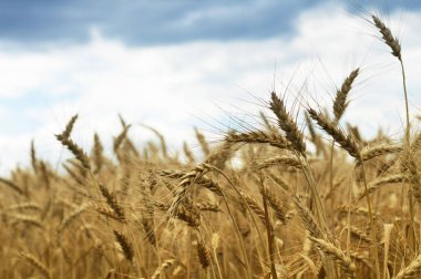 buğday alan yakın çekim