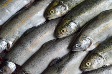 Taze alabalık manzarası  