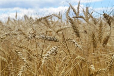 altın buğday alan ve bulutlu gökyüzü  