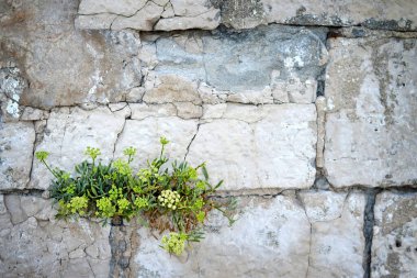 Taş duvarda büyüyen çiçek 