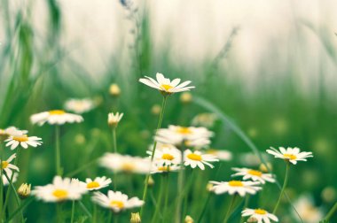 Tarlada beyaz papatyalar