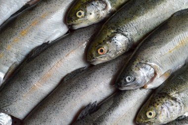 Çiğ alabalık manzarası  