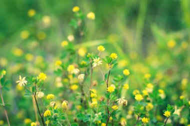Tarlada siyah sıhhiye çiçekleri