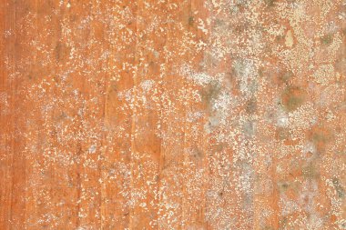 Ahşap arkaplanda küf