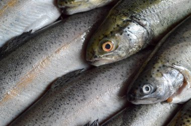 Taze alabalık balığının üst görüntüsü.