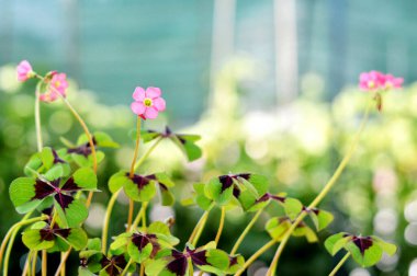 iron cross oxalis pink flowers with green leaves clipart