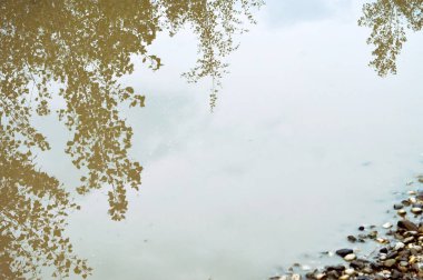 Ağaç dalında sarı yapraklı sonbahar havuzu 