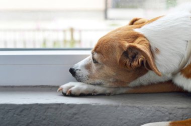 Pencerenin önünde bekleyen köpek