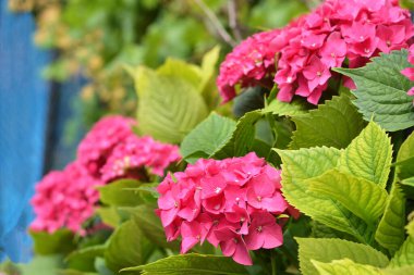 Ortanca çalısı bahçede çiçek açıyor.