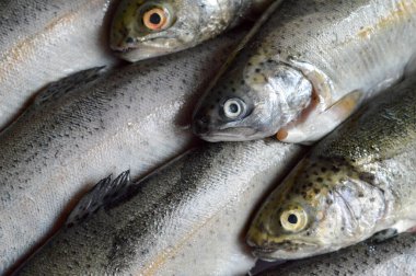 Çiğ alabalık balığının üst görüntüsü.