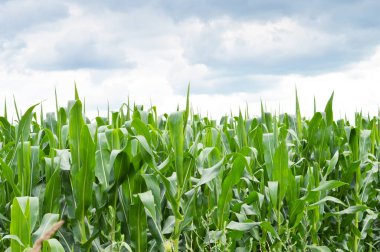 Yaz aylarında mısır tarlası