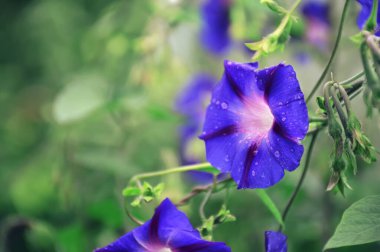  Close up of blue Morning glory flowers clipart