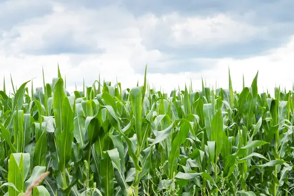 Yaz aylarında mısır tarlası