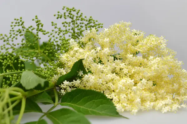 stock image white Elderflowers, beautiful floral background